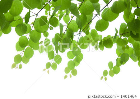 Young leaves of wigs 1401464