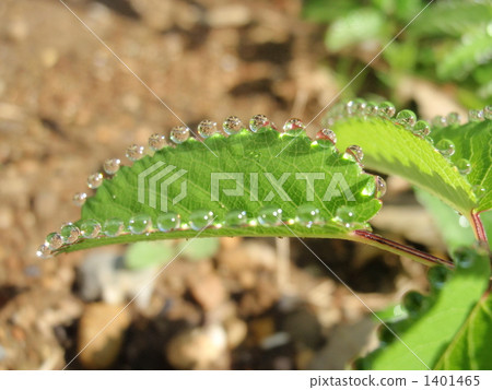 dew drop, Drop Of Water, drop 1401465