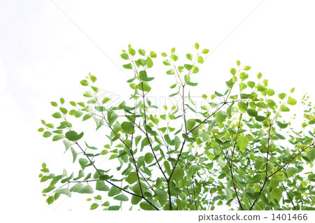 Young leaves of wigs 1401466
