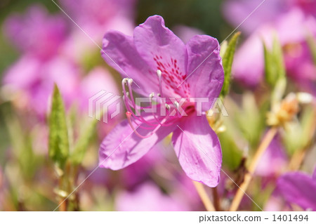 Mitsuba Azalea Mitsuba Azalea 1401494