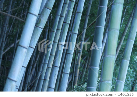 Early morning bamboo grove Early morning bamboo grove 1401535