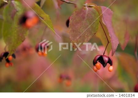 朝鮮大葉黃楊 分類樹 多雲 1401834