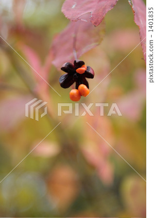 單瓣 獨輪 朝鮮大葉黃楊 1401835