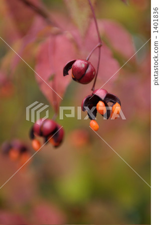 朝鮮大葉黃楊 華麗 絢麗 1401836