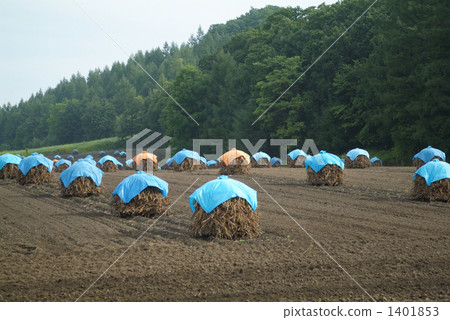 水巴塔 古藤田 孜孜巴塔 1401853