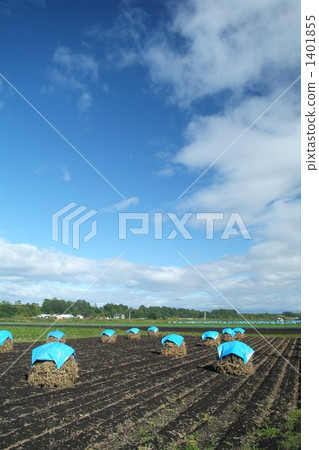 harvest, little grebe, soybean field 1401855