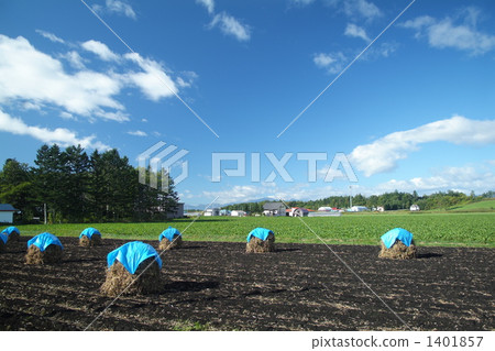 小鸊鷉 大豆田 水巴塔 1401857