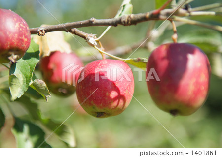 crabapple, apple, apples 1401861