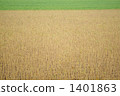 field, slightly cloudy, crops 1401863
