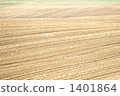 field, earth, stripe 1401864