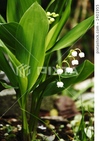 Lily of the valley Lily of the valley 1401955