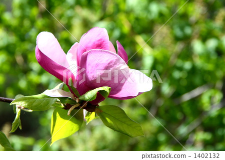 Magnolia flowers 1402132