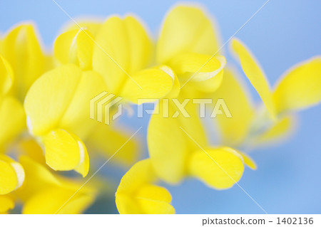 金雀兒鏈接 藍色背景 花 1402136