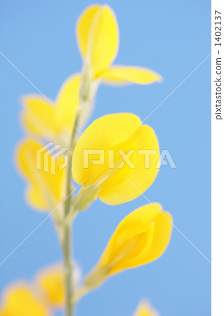 cytisus scoparius link, blue background, bloom 1402137
