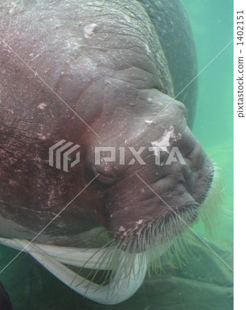 海獅 1402151