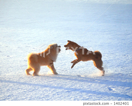 Two flying dogs 1402401