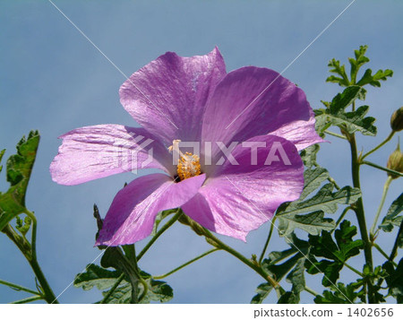 Hibiscus like? Hibiscus like? 1402656