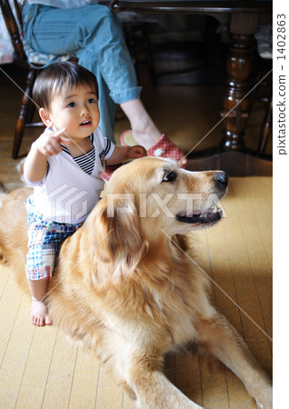 1歲的孩子和金毛獵犬 1402863