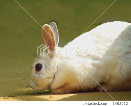 Rabbit  1402912