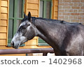 賽馬 1402968