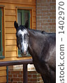 賽馬 1402970