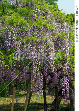 japanese wisteria, bloom, blossom 1403230