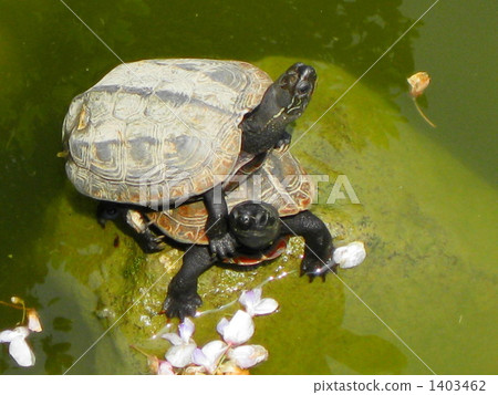查尋對天空的草皮的殘破的兄弟 查尋對天空的草皮的殘破的兄弟 1403462