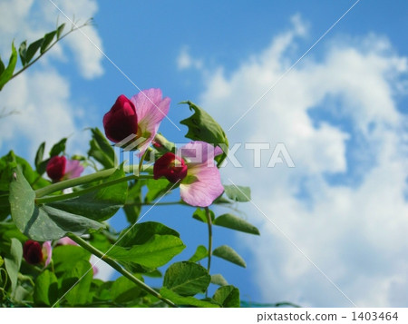 The red flowers of the silk pod trees bloomed 1403464