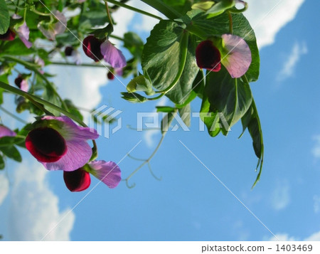 Silky Saya's red flower Silky Saya's red flower 1403469