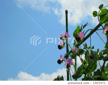 Outdoor cultivated silk peas 1403472