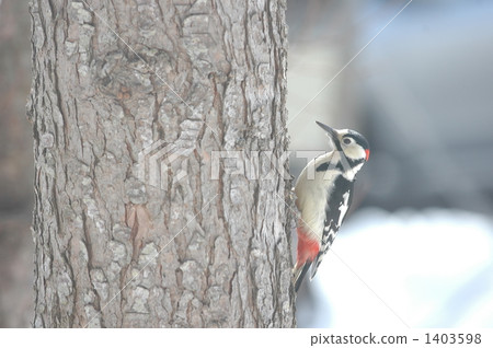 Akagera (a kind of woodpecker) 1403598