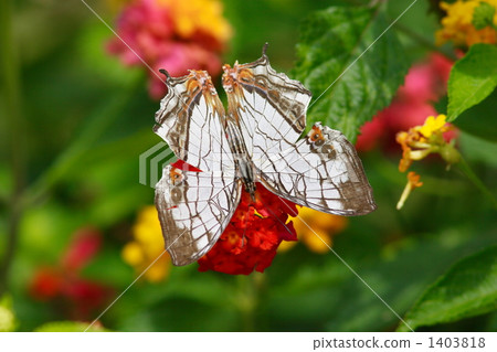 A butterfly 1403818