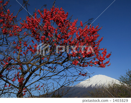 Mt. Fuji with blurry flowers 1403829