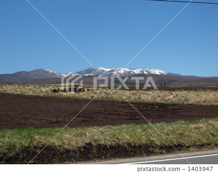 Tsumagoi的白菜田 1403947