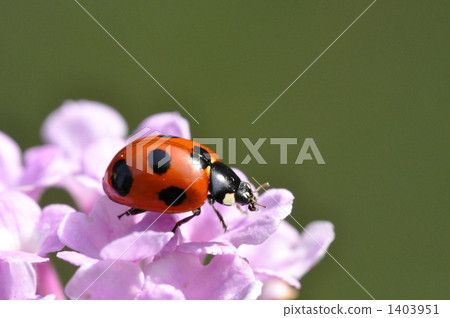 Nana Hoshi Tentou 1403951