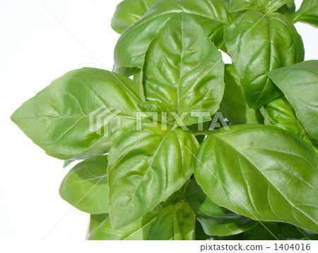 basil   1404016