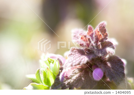 Himeodoricosoum 1404095