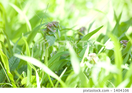Hindodoricosaurus and grass 1404106