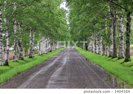 Rain-lined avenues 1404384