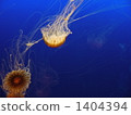 jellyfish, blue water, marine 1404394