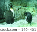 penguin, penguins, animal 1404401