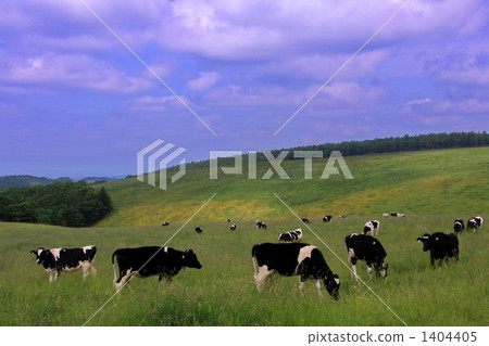 Vast ranch and cow 1404405