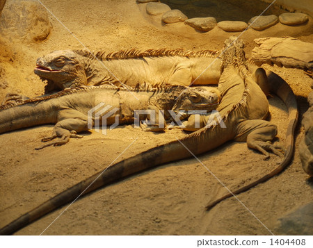 three animals, reptile, animal 1404408