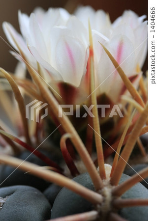 荊棘 刺 開花 1404666