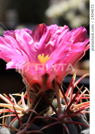 報春花 荊棘 刺 1404672