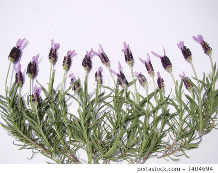 French Lavender French Lavender 1404694