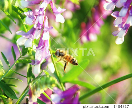 蜜蜂 蜜蜂 1404817