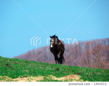 在Thoroughbred Ginza（1） 1405013