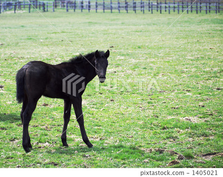 A black foal A black foal 1405021