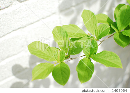 在庭院的Shalla樹 1405064